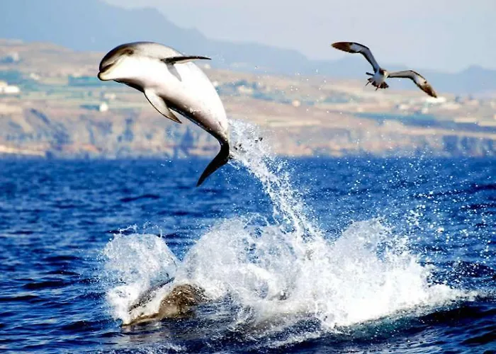 Apartman Caleta Soul Puerto de Santiago